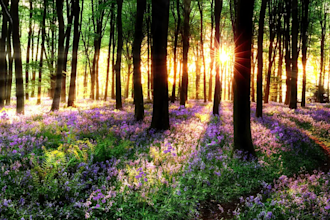 create meditation natural videos with relaxing music