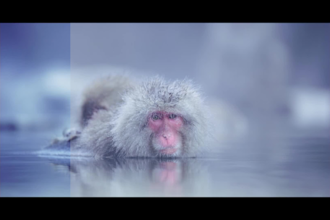 do professional video color grading and correction services