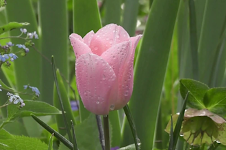 yoga music, nature video, meditation  music, rain videos,