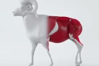 rigg 3d animal model,3d animal design 3d animal character 3d animal rigging