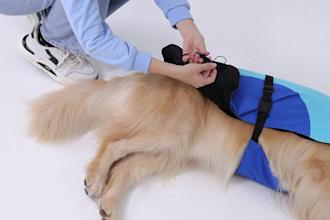 pet product photography and videos with dog cat model