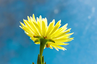 create 20 meditation relaxing nature video for youtube