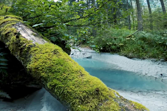 deliver 1000 exclusive copyright free HD nature videos and images