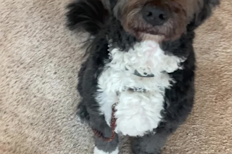 be your dog model for product videos, ugc, ig, amazon