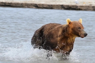 create wildlife, animals copyright free videos for youtube