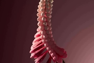 do 3d flower animation, 3d plant vfx, flower vfx, flower animation, simulation