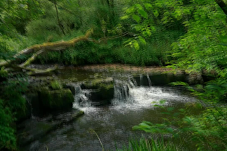 deliver relaxing videos that bring instant peace and calm