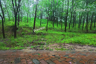 record 4k original nature forest rain sounds for youtube channel