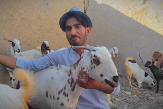 create amazing funny birthday video with goats