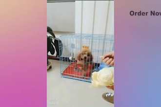 create funny viral cat dog animal pet videos compilation for youtube in 2