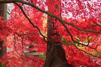create 40 meditation music videos for youtube