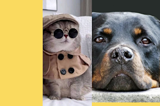 creat cat dog seo articles content ,you tube thumbnails video edit