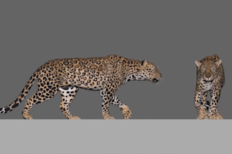 3d animal animation, 3d animal model, cgi animal animation, animal fur