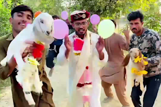 wish african happy birthday videos with sheep or goats background music