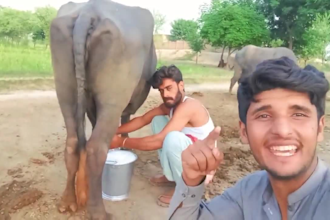 make african happy birthday video or funny happy birthday video