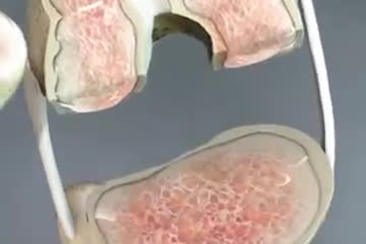 create professional good quality 3d 2d medical animation video
