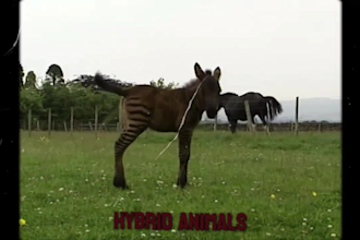 create faceless cash cow videos with script and voiceover