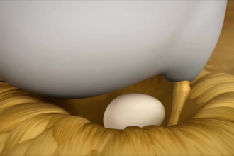 create 3d cartoon animation video,anime animation, roblox animation, minecraft,