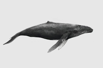 make a scientific illustration of the animal you want