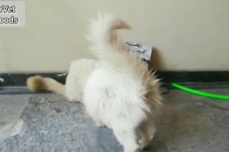 write pets SEO food articles about dogs and cats as a vet