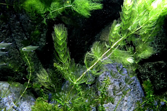 write engaging and useful articles on aquariums and fishes