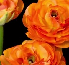 do 3d flower animation, 3d fashion animation, flower animation, 3d flower model