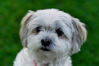 make viral ai talking pet videos for tiktok, instagram, or youtube