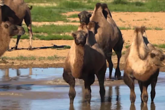create wild animals videos ,animals documentary videos for youtube