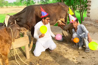 african happy birthday video african happy birthday video