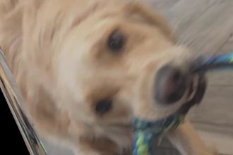 create ugc dog content for tiktok or video ads social media