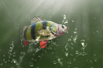 do original fish intro video