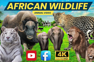 do animal fighting video for your youtube channel