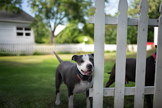 remove fences and enhance your photos to look natural and beautiful