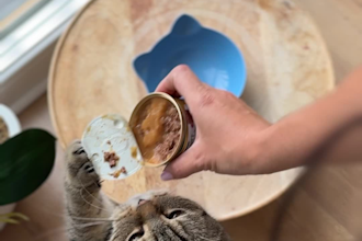 create cat ugc videos for your brand,product