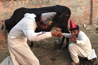 wish funny african happy birthday video or funny video