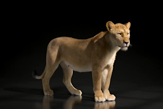 do 3d animal model 3d fur xgen zbrush model blender maya model for printing