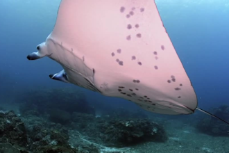 an underwater videography high quality