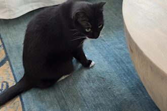 create authentic cat ugc videos for your pet brand