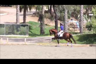 create your equestrian show music