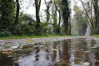 shoot rain forest clouds 4k videos