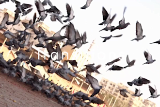 do expert video editing and color grading