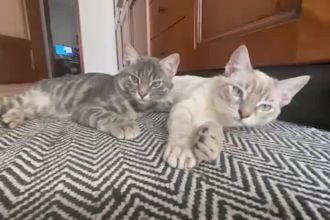 create ugc videos with my two cats in english or italian