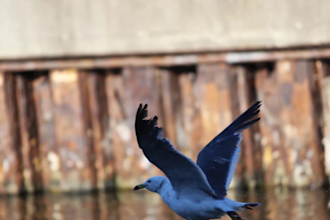 deliver japan based photography of nature or wildlife