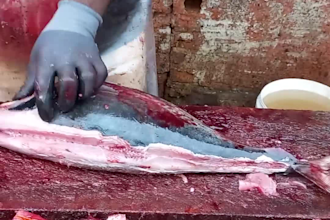 do fish cutting your youtube channel or other content