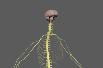create a stunning medical animation for your research