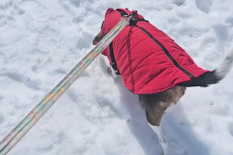 create pet ugc videos featuring my beagle, rosie