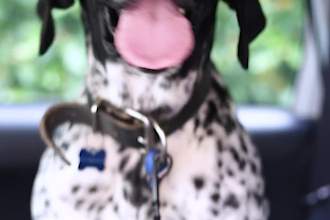 create authentic pet ugc video ads for your pet products with pro editing