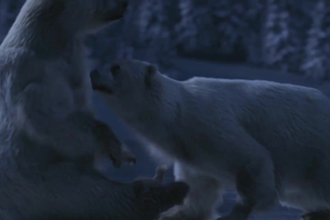 render 3d animal animation, 3d animation, 3d character design, xgen, cgi, vfx