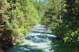 make a serene forest nature sound and relaxation video for meditation