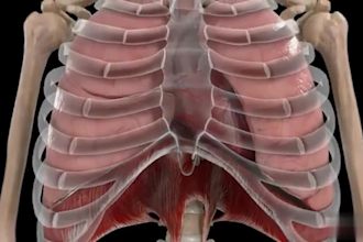 do 3d medical animation, medical video animation and surgery video